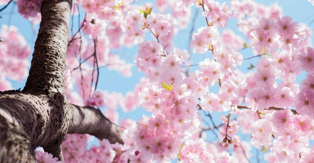 Spring Tree With Pink Flowers