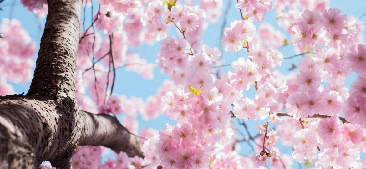 Spring Tree With Pink Flowers